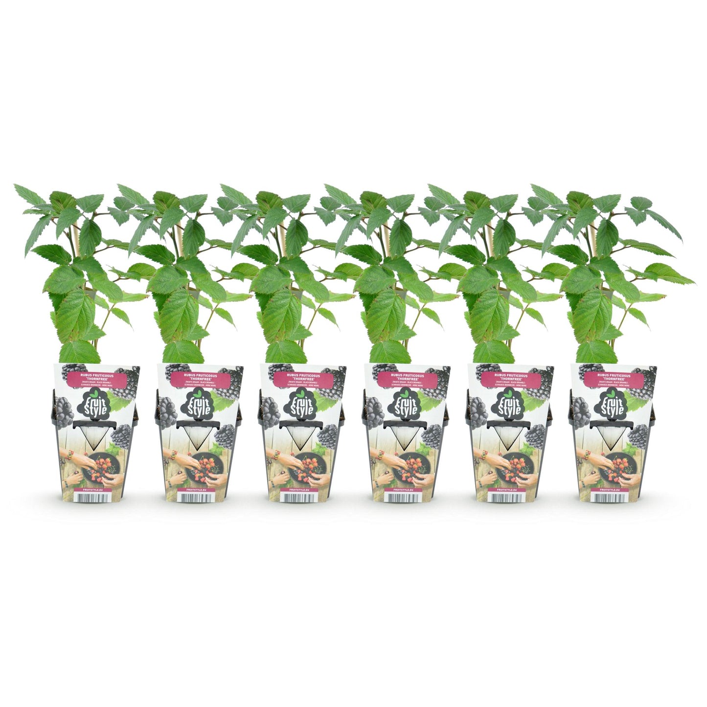 Fruitplanten - Doornloze Braam - Rubus Thornfree - Winterhard - 6 Planten - Pot 9 cm - Zwarte Braam