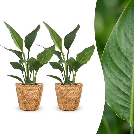Strelitzia Reginea - Bird of Paradise Flower - 2 Plants - with Basket - Pot 12cm - Height - 35cm