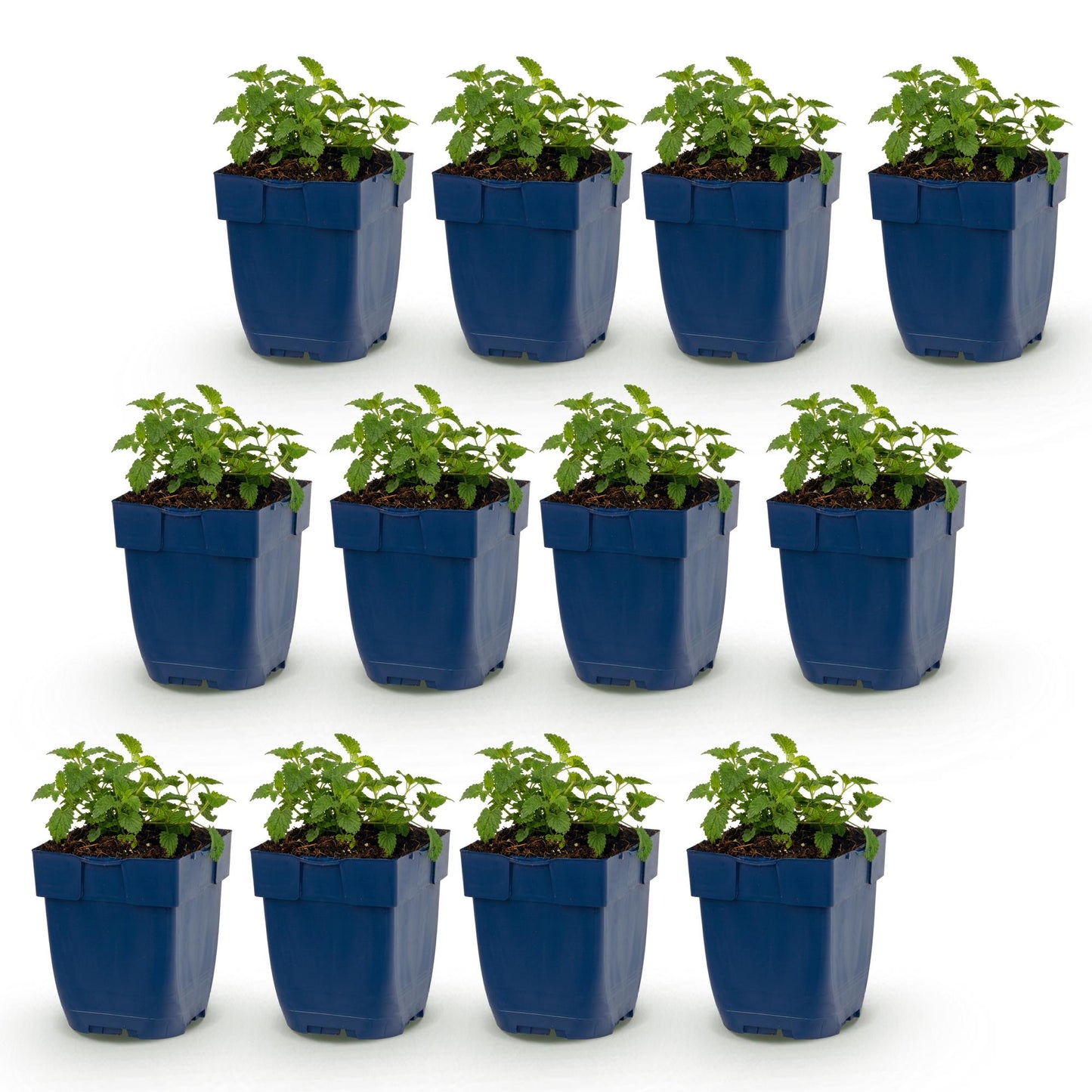 Green boutiQ - Plante vivace - Nepeta faassenii Snowflake - Herbe aux chats - Attire abeilles et papillons - Blanc - 12 Plantes - Pot 11cm - Hauteur 15-25cm