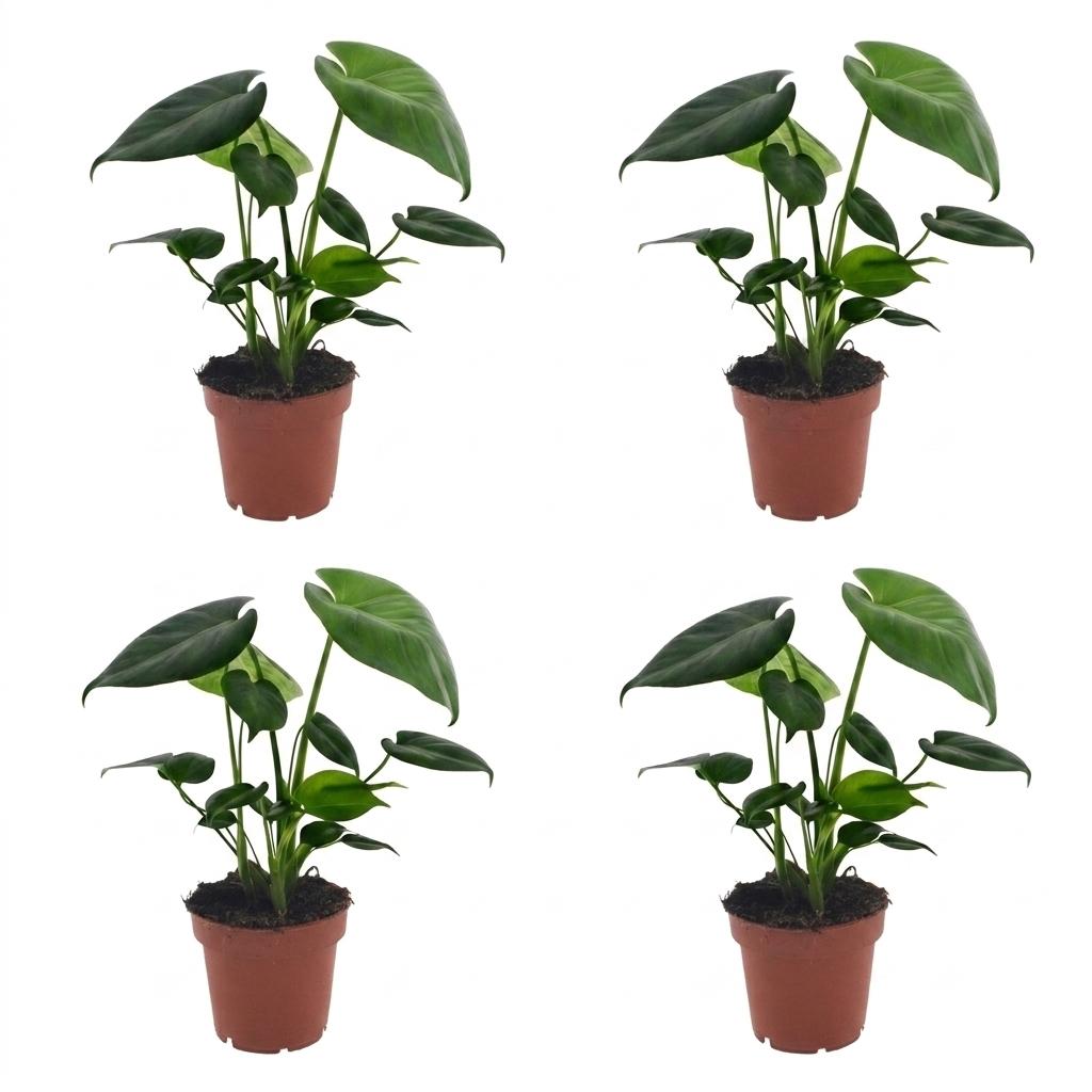 Green boutiQ - Monstera Deliciosa - Swiss Cheese Plant - 4 Plants - Pot 12cm - Height - 30cm