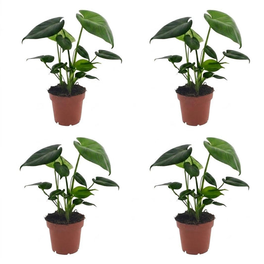 Green boutiQ - Monstera Deliciosa - Swiss Cheese Plant - 4 Plants - Pot 12cm - Height - 30cm