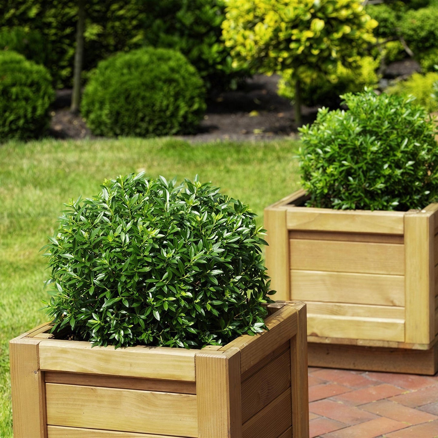 Green boutiQ - Dwarf Rhododendron - Rhododendron Bloombux Light Pink - Flowering Boxwood - Low Maintenance - Light Pink Flower - 1 Plant - Pot 23cm - Height 45-55cm