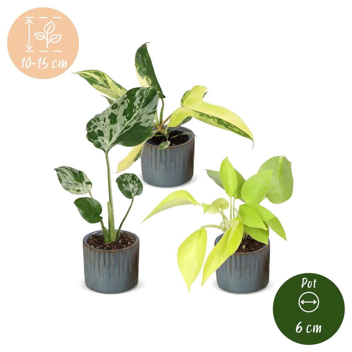 3x Baby Tropical Mix - Misto - Tropicale - incl. Linnea Misty Blue - Ø6cm - ↕10-15cm