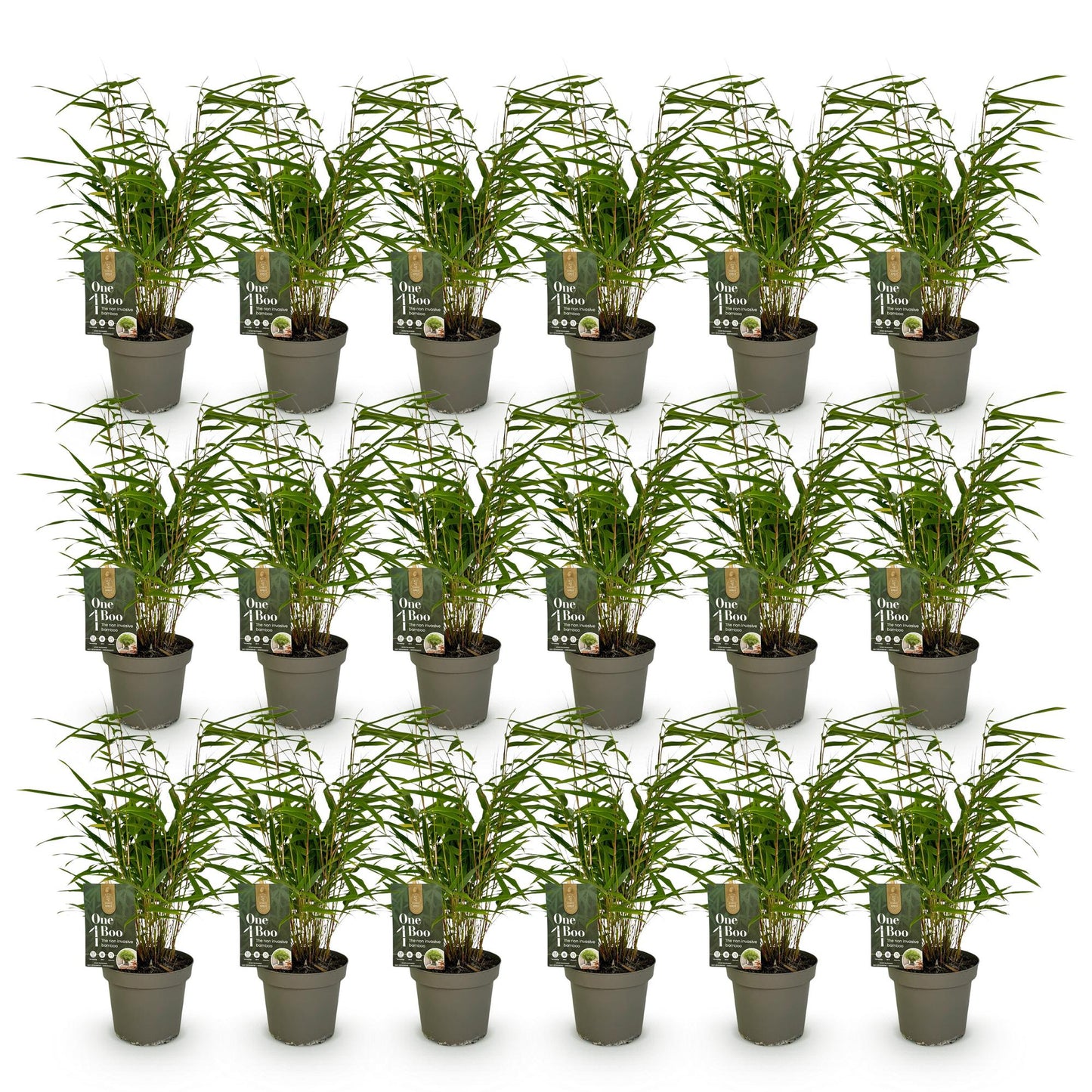 Green boutiQ - Bamboe - Fargesia Rufa - Bladhoudend - Niet Woekerend - Groen - 18 Planten - Pot 14cm - Hoogte 35cm