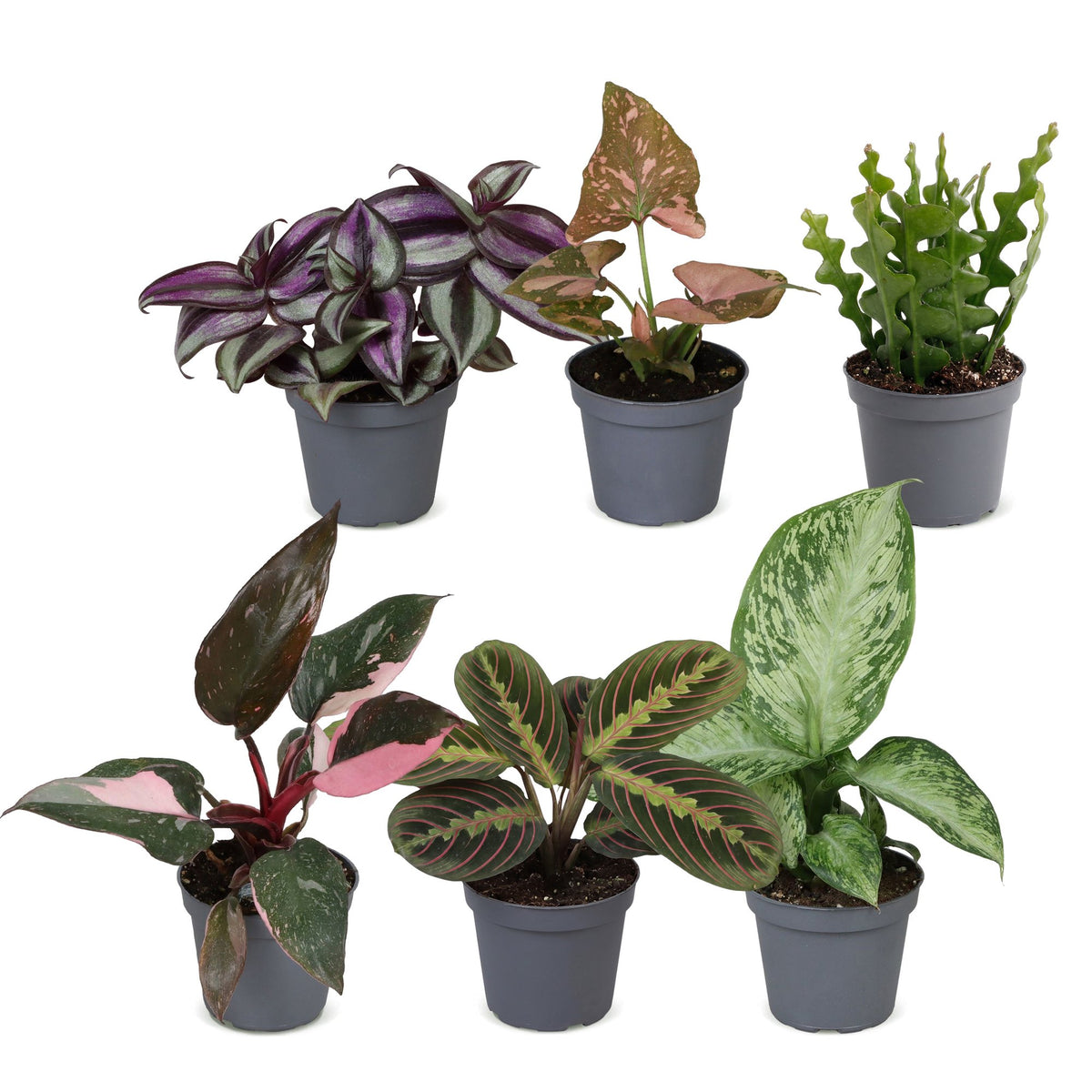 6x Baby Plants Surprise Box - Box a sorpresa di piantine - Varie - Tropicali - Ø6cm - ↕5-15cm
