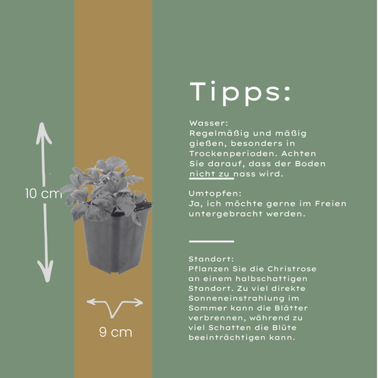 60x Helleborus orientalis - ↕10-25cm - Ø9cm