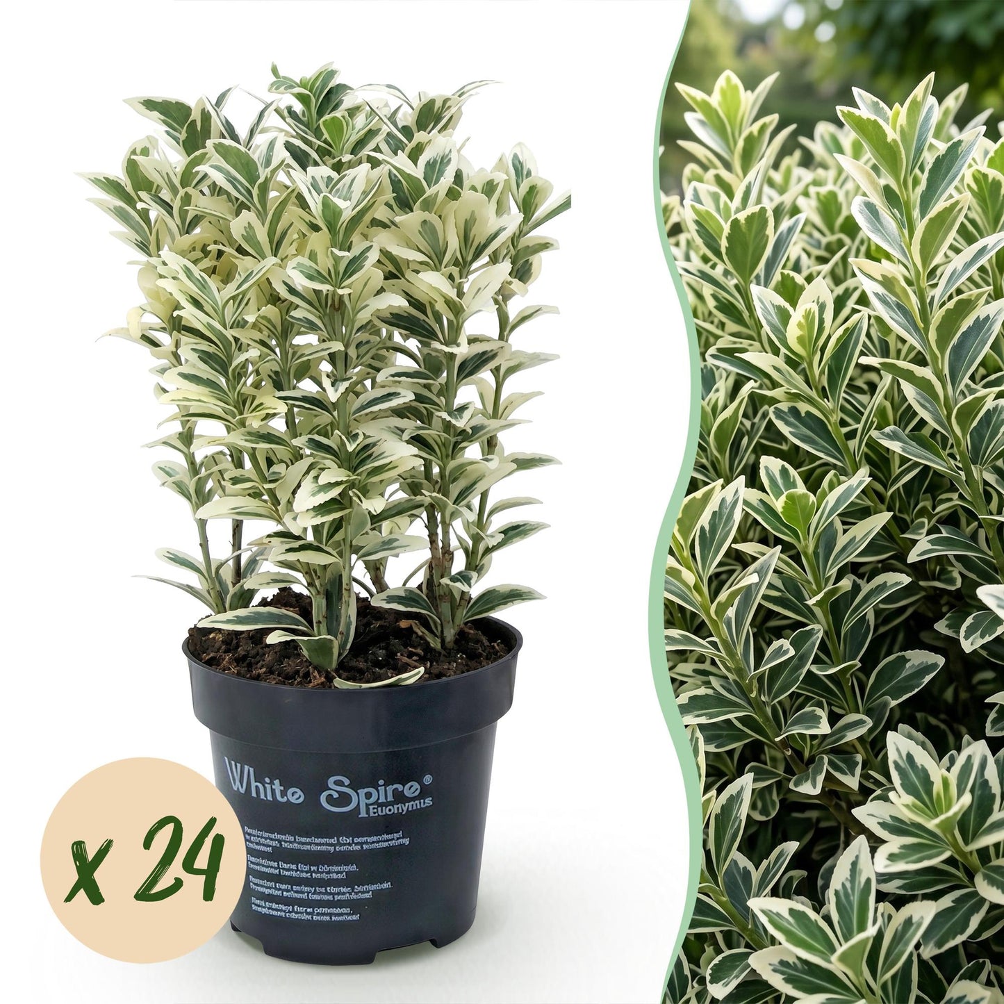 Green boutiQ - 24x Euonymus japonicus White Spire - Spindle Tree - Hedge Plants - Evergreen - White - Green - Pot 9cm - Height 20-30cm