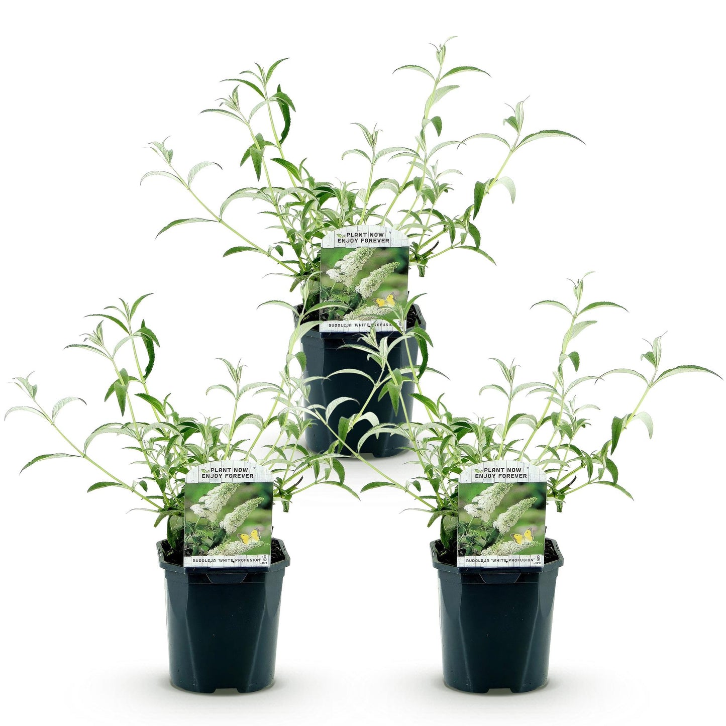 Garden Plant - Buddleja davidii White Profusion - Butterfly Bush - Winter Hardy - White - 3 Plants - Pot 17cm - Height 45cm