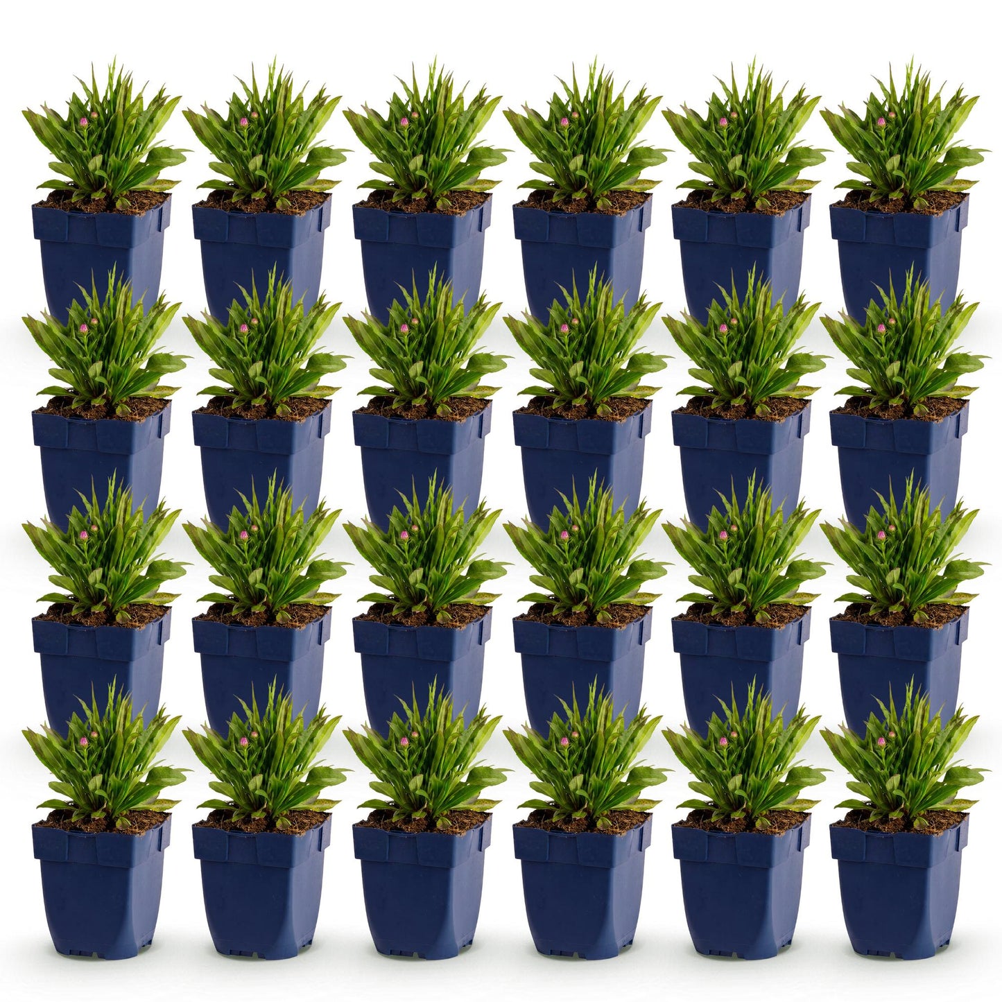 Green boutiQ - Plante vivace - Aster Wood's Pink - Spirée - Attire les abeilles et les papillons - Rose - 24 Plantes - Pot 11cm - Hauteur 15-25cm