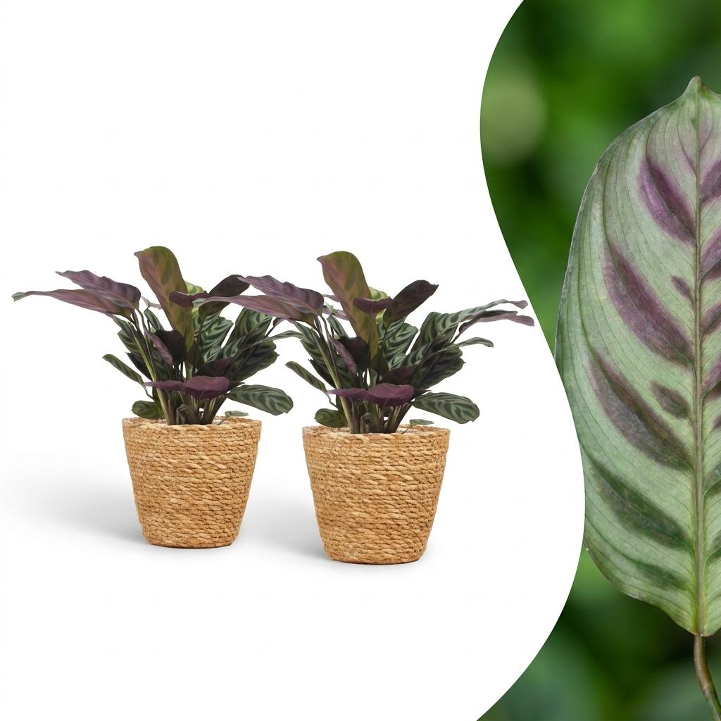 Ctenanthe Burle-Marxii - Fishbone Prayer Plant - 2 Plants - with Basket - Pot 12cm - Height 30cm