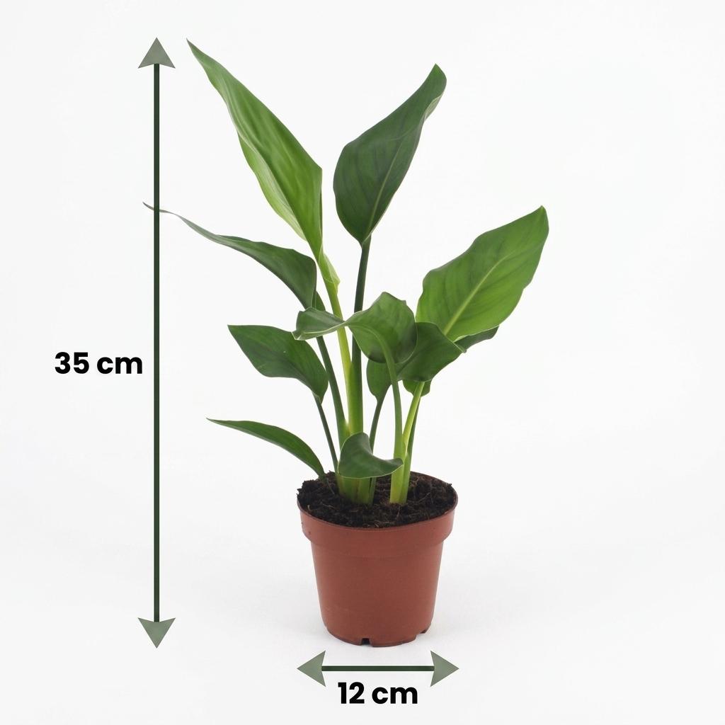 Strelitzia Reginea - Paradijsvogelbloem - 1 Plant - met Potter Wit - Pot 12cm - Hoogte - 35cm