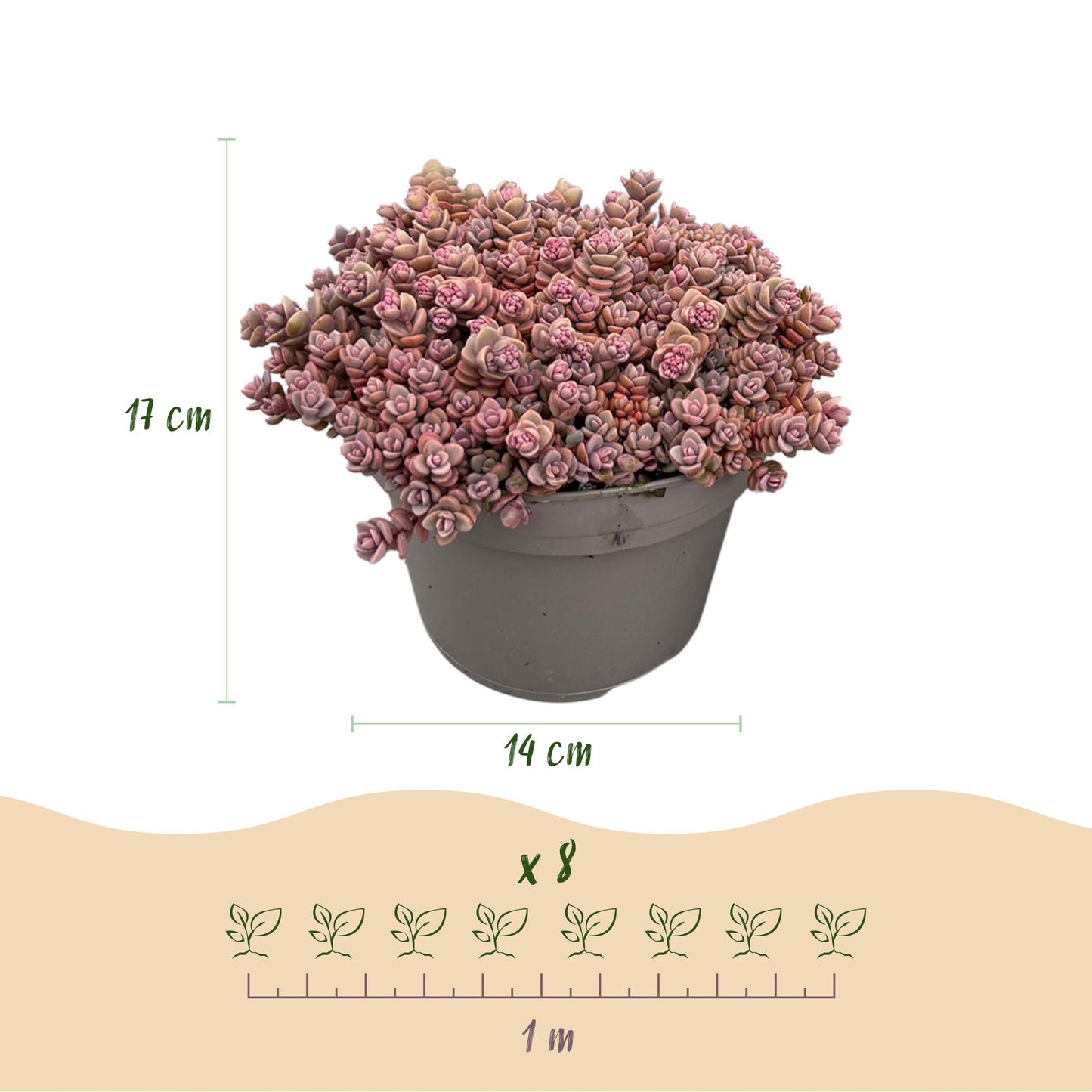 Green boutiQ - Ground cover - Winter hardy - Alpine Mix - 8 Plants - Various Colors - Low Maintenance - Pot 14 Height 17