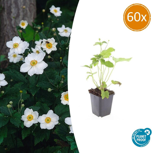 60x Anemone ibrido 'Honorine Jobert' - ↕10-25cm - Ø9cm