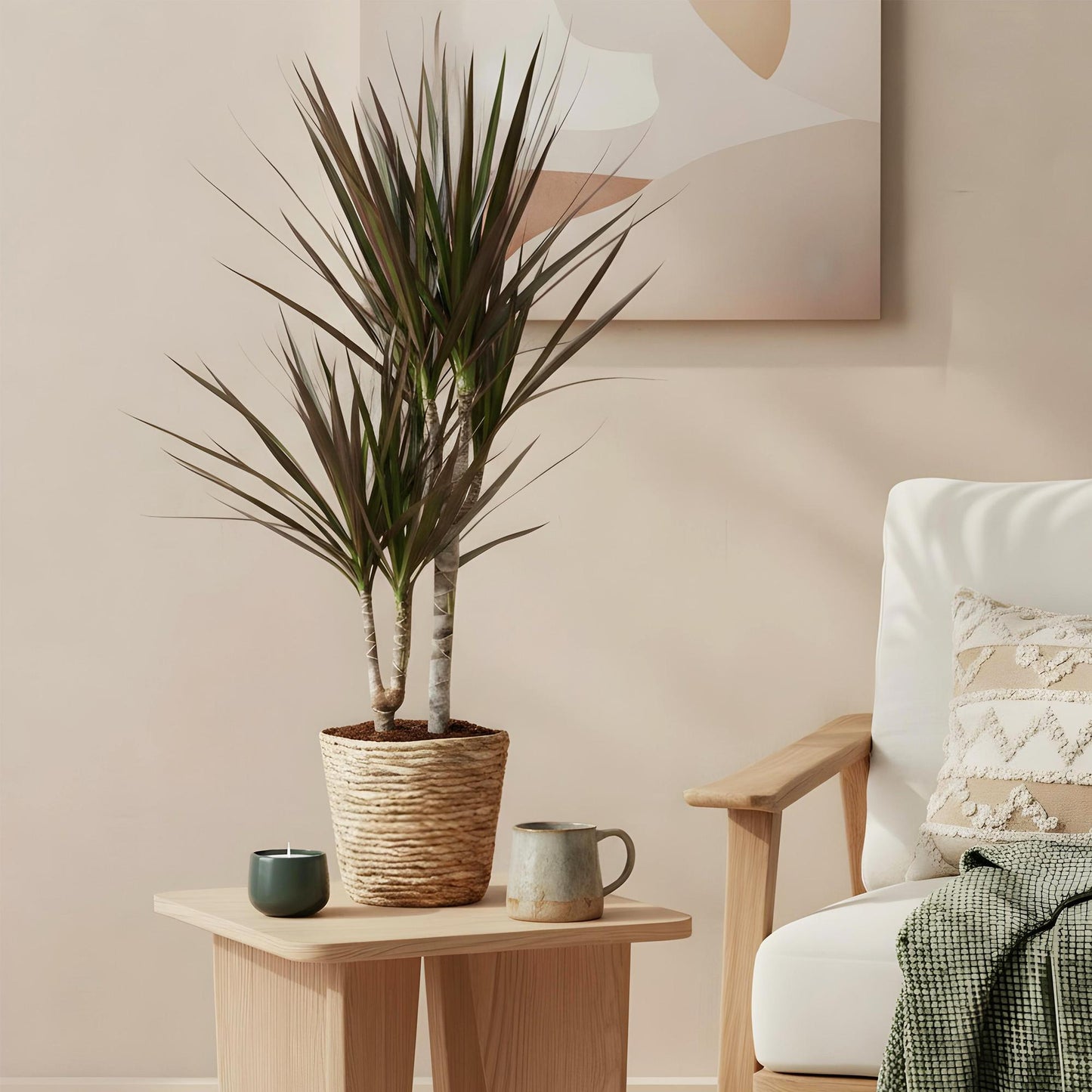 Green boutiQ - Houseplants - Dracaena Magenta - Dragon Blood Tree - Low maintenance - with basket - Red - 2 Plants - Pot 17cm - Height 70-80cm