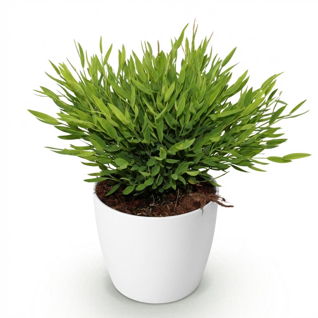 Houseplant - Bamusa Pogonatherum Monica - Bamboo Grass - Pet-Friendly Plant - Green - 1 Plant - with Pot White - Pot 12cm - Height 20cm