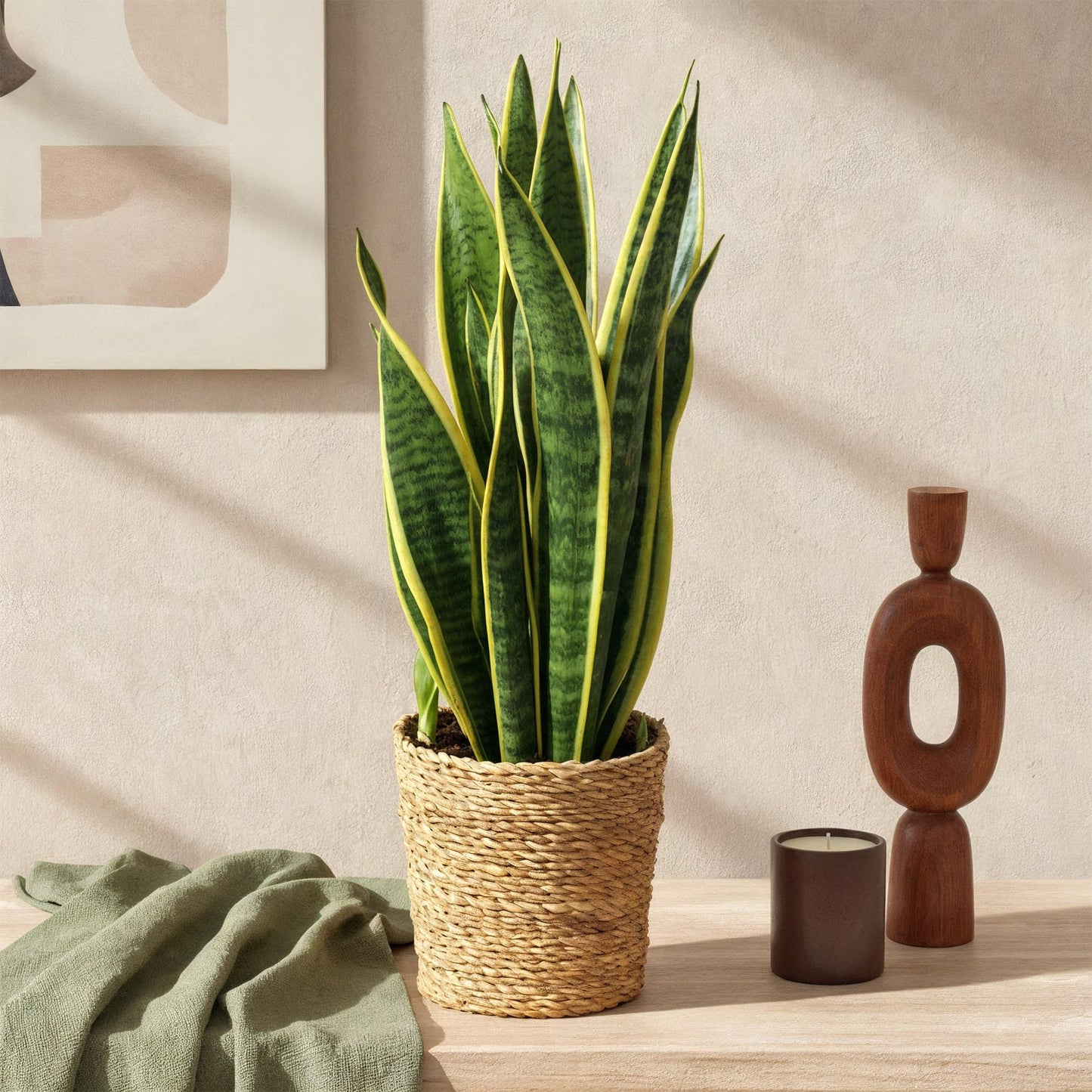 Green BoutiQ - Green is... Kamerplanten - Sanseveria Laurentii - Vrouwentong - Weinig onderhoud - met mand - Groen - 2 Planten - Pot 17cm - Hoogte 60-70cm