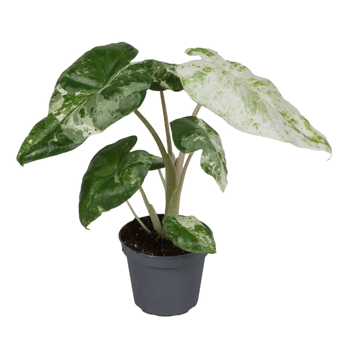 Alocasia Odora Variegata - Orecchia di elefante variegata - Verde - Variegata - Tropicale - Ø6cm - ↕15cm