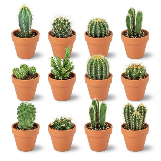 Mini Cactus Mix - 12 Pieces - Ø 8.1 cm - Height: 5-10 cm - Terracotta Pots