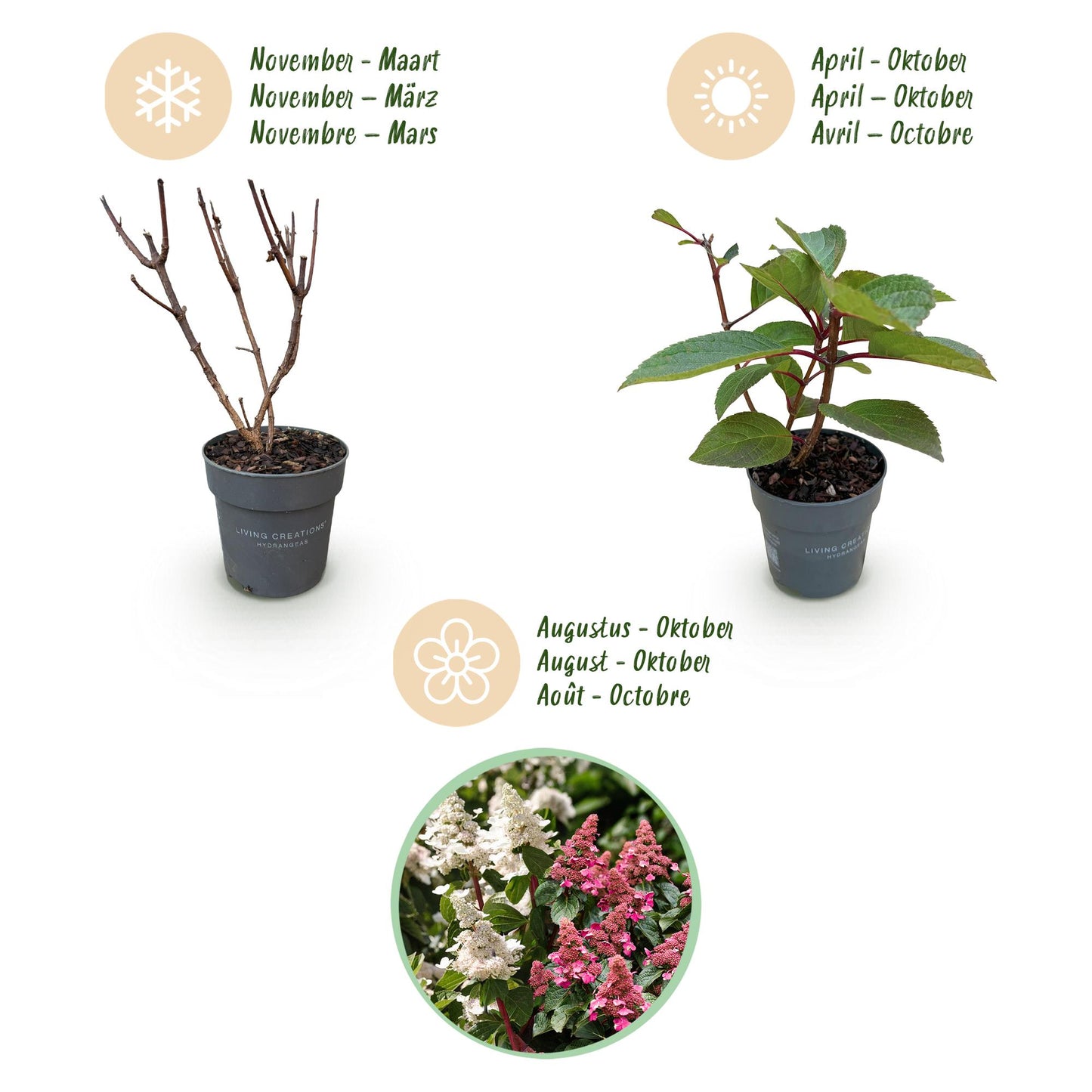 Tuinplant - Hydrangea panniculata Living Infinity - Pluimhortensia - Winterhard - Wit - 1 Plant - Pot 12cm - Hoogte Hoogte 20-30cm