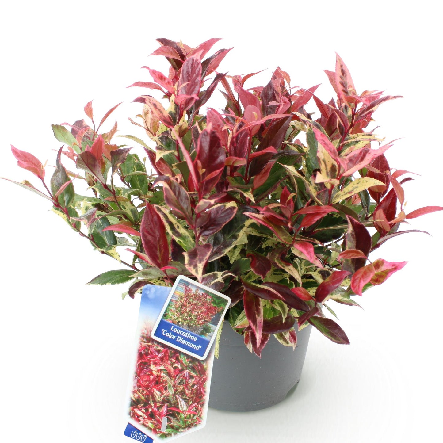 Garden Plant - Leucothoe Colour Diamond - Variegated - 1 Plant - Evergreen - Low Maintenance - Pot 17cm Height 45cm