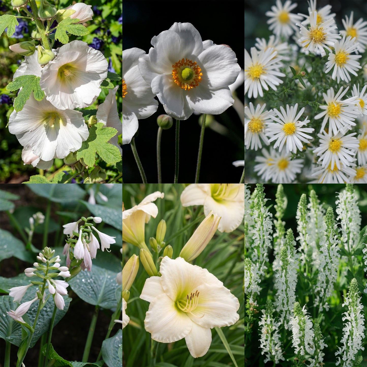 Vasteplant - Borderpakket - Wit - Diversen - Soorten en kleuren - 12 Planten - Pot 11cm - Hoogte 15-25cm