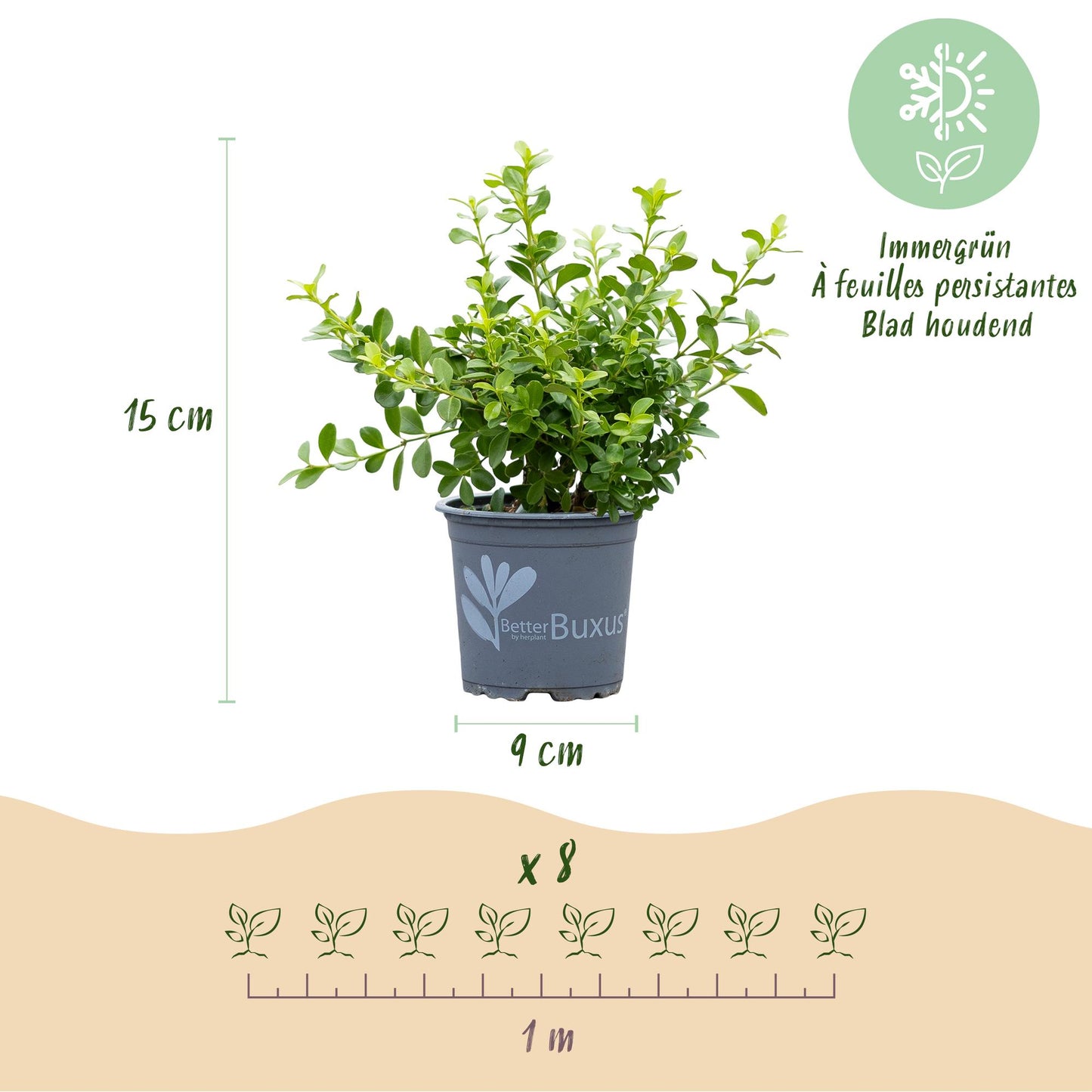 Green boutiQ - Buxus Hedge - BetterBuxus Babylon Beauty - Resistant to Buxus blight - 8 plants - 1 linear meter - pot 9cm height 20-25