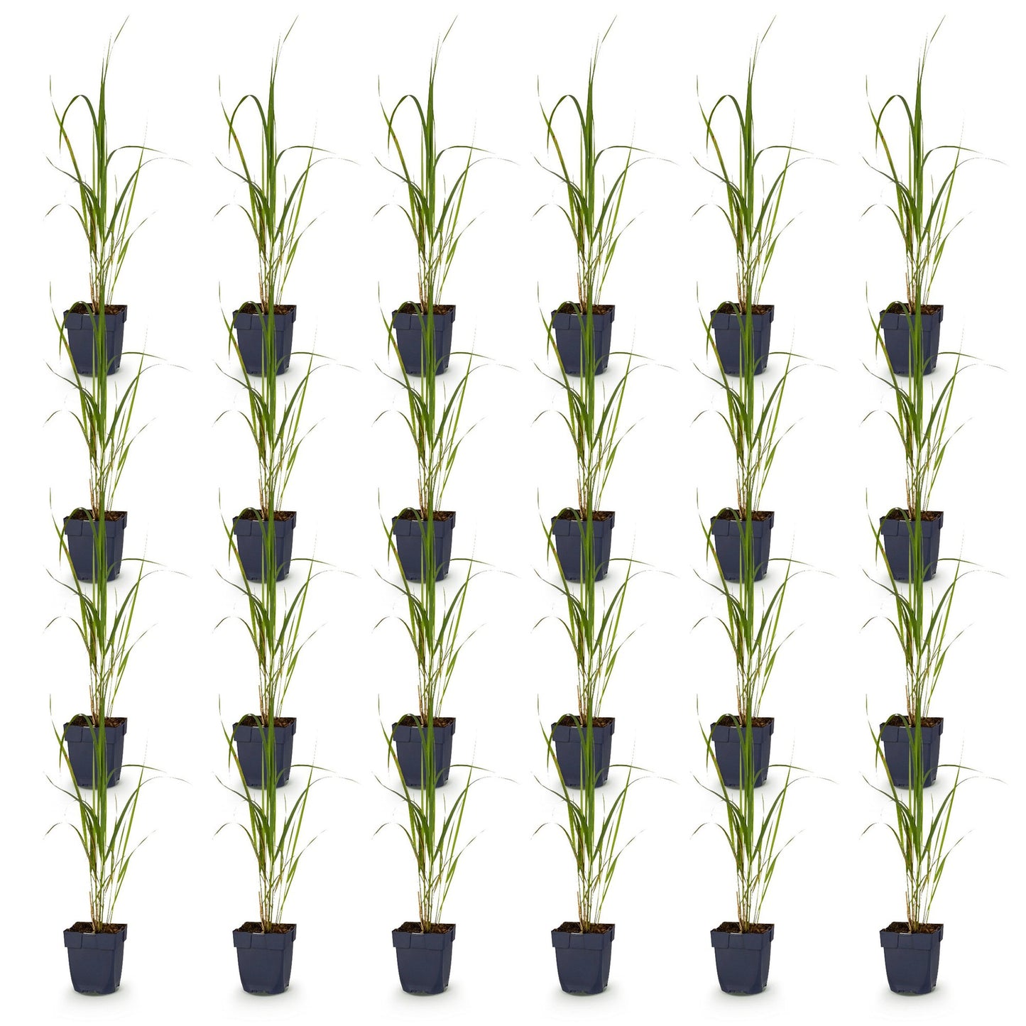 Grassen - Molinia arund. Karl Foerster - Pijpestrootje - Met Pluim - Groen - 24 Planten - Pot 11cm - Hoogte 15-25cm