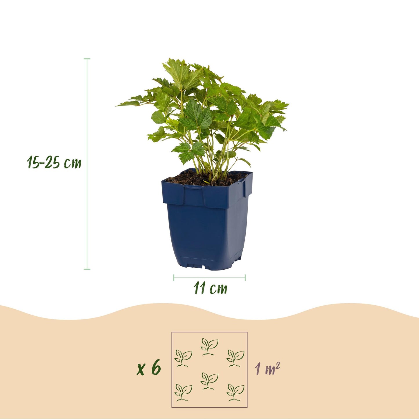 Green boutiQ - Plante vivace - Astilbe chin. Pumila - Astilbe - Ombre - Violet - 6 Plantes - Pot 11cm - Hauteur 15-25cm