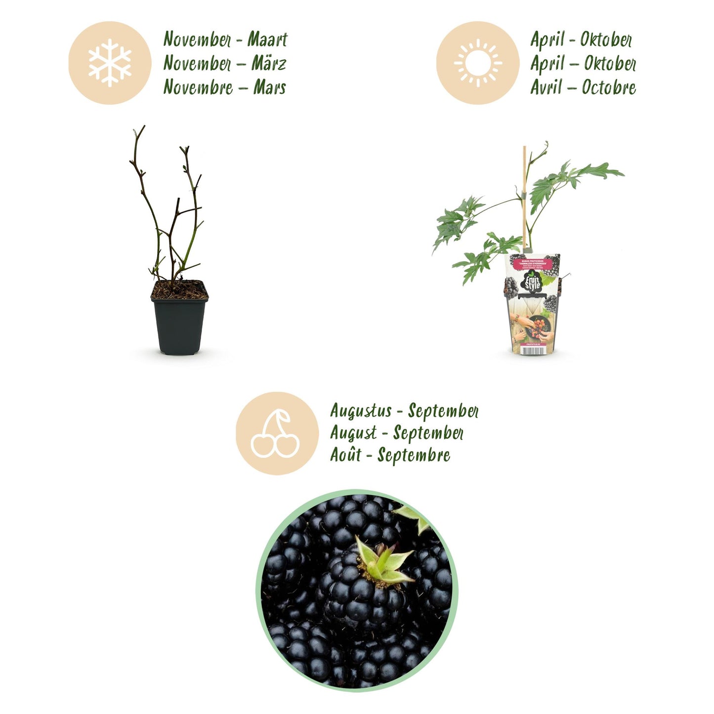 Fruit Plants - Evergreen Blackberry - Rubus Thornless Evergreen - Hardy - 6 Plants - Pot 9 cm - Black Blackberry