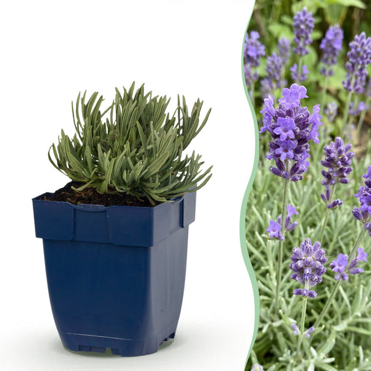 Vasteplant - Lavandula ang. Dwarf Blue - Lavendel - Geurend - Paars - 12 Planten - Pot 11cm - Hoogte 15-25cm