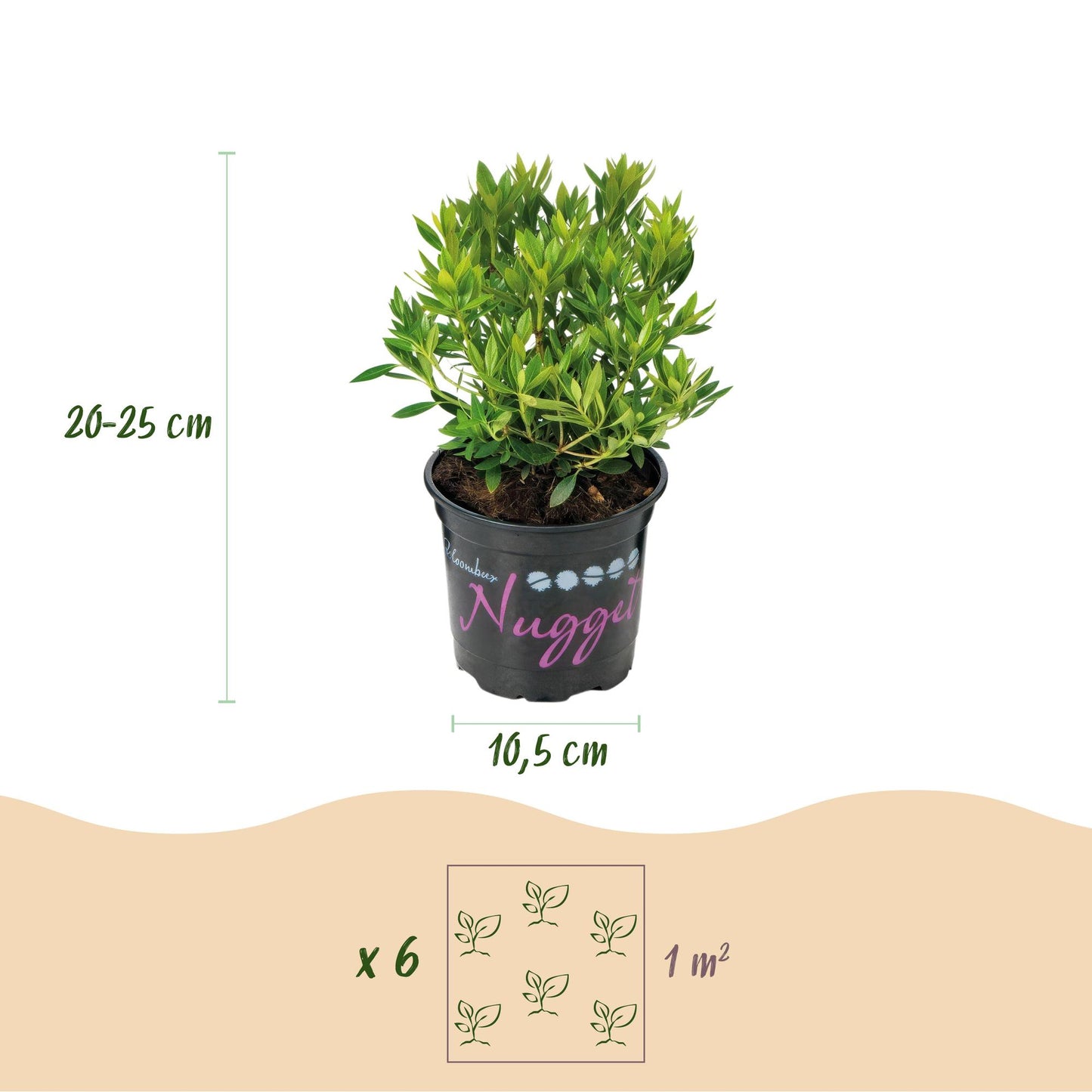 Green boutiQ - Dwerg Rhododendron - Rhododendron Bloombux Light Pink - Bloeiende Buxus - Weinig Onderhoud - Licht Roze Bloem - 6 Planten - Pot 10,5cm - Hoogte 20-25cm