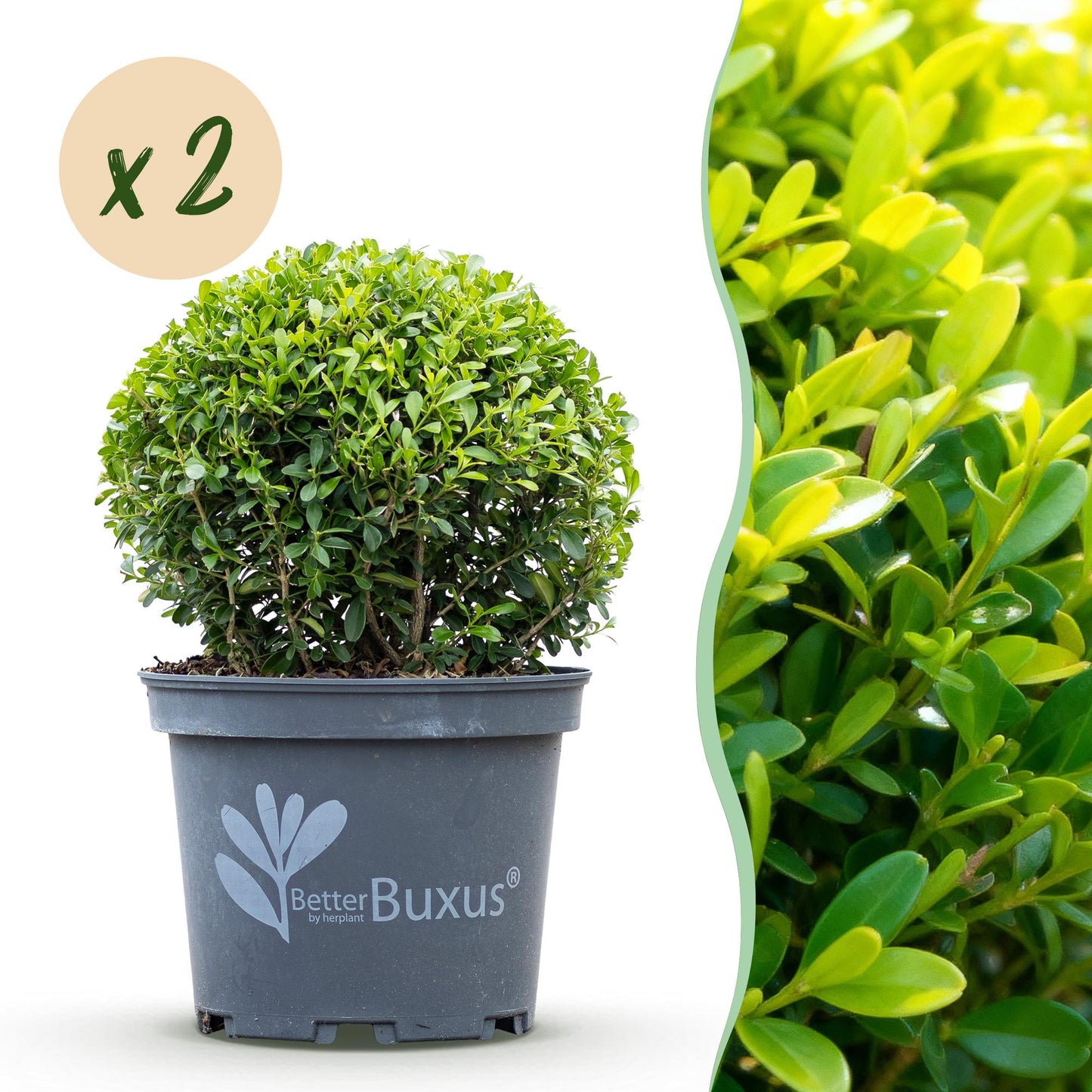 Green boutiQ - Buxus Ball - BetterBuxus Skylight - Resistant to Buxus Blight - 2 plants - pot 23cm ball 25cm