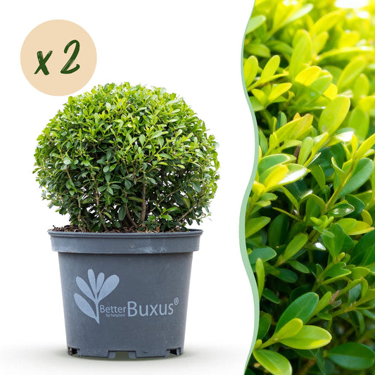 Green boutiQ - Buxus Ball - BetterBuxus Skylight - Resistant to Buxus Blight - 2 plants - pot 23cm ball 25cm