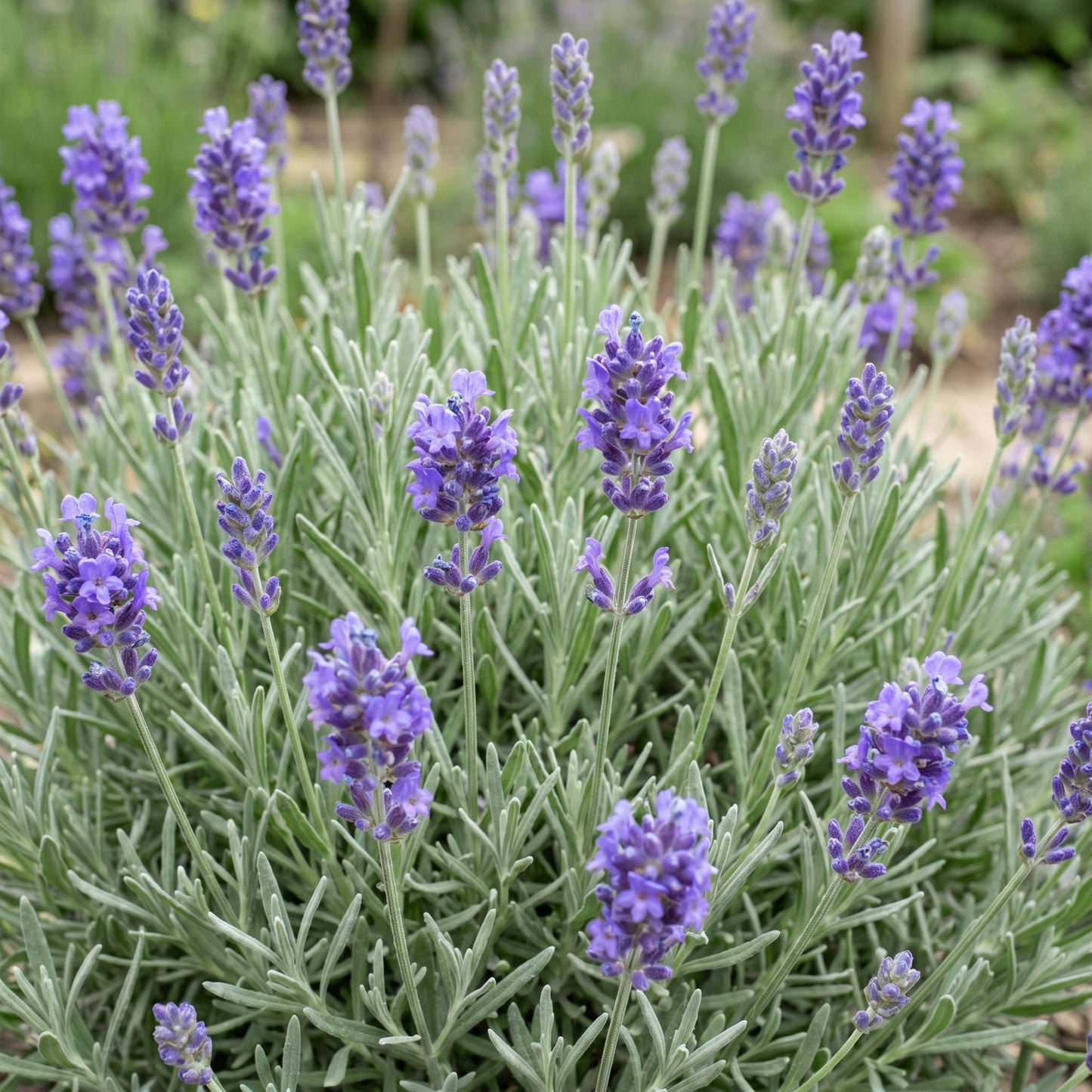 Vasteplant - Lavandula ang. Dwarf Blue - Lavendel - Geurend - Paars - 24 Planten - Pot 11cm - Hoogte 15-25cm