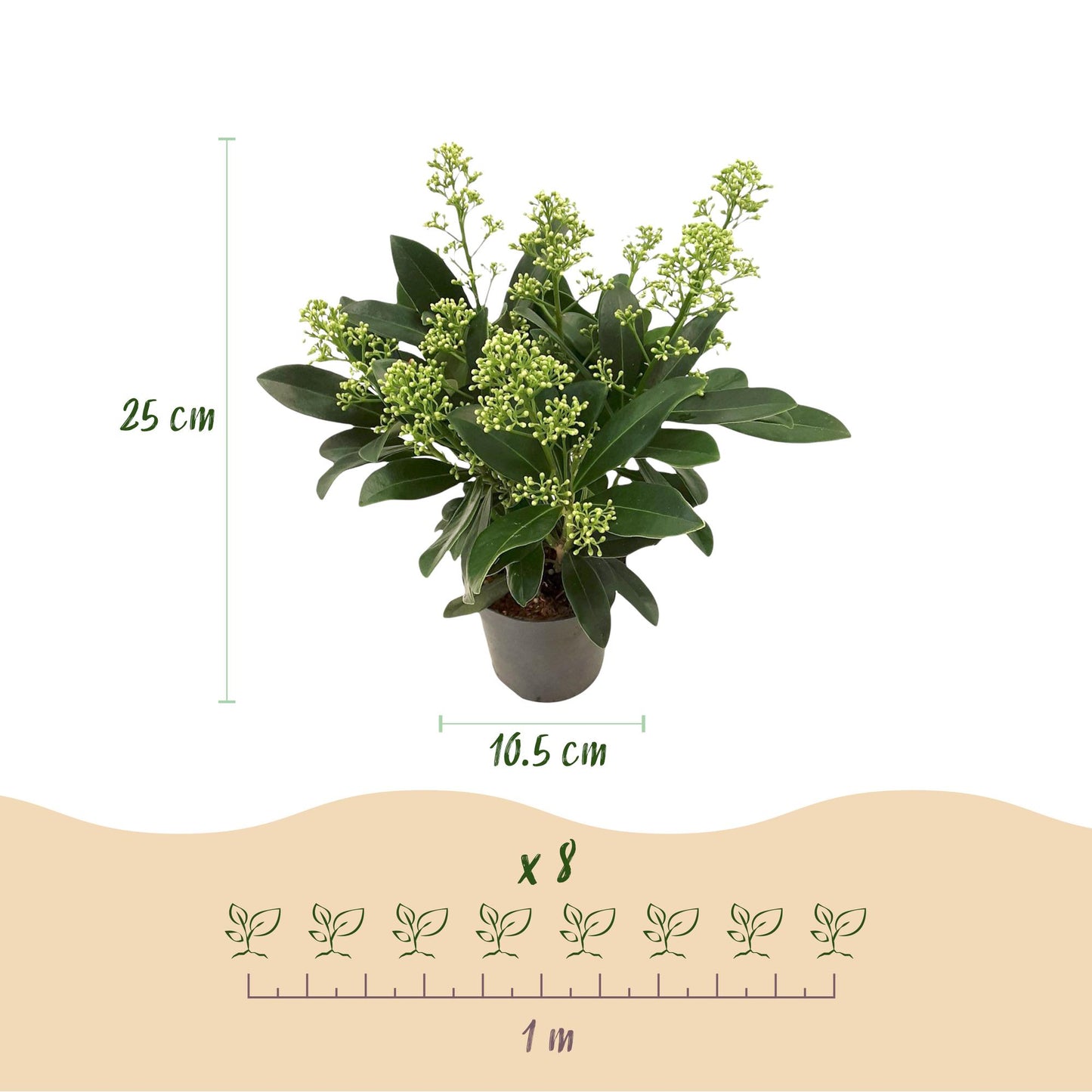 Patio Plant - Skimmia japonica Duo - White & Red Flower - 10+ Flowers - 2 Plants - Hardy - Pot 10.5cm Height 25cm