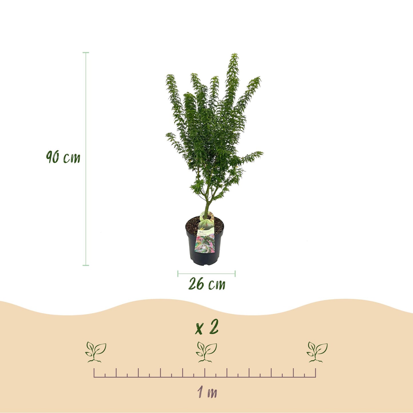 Pianta da giardino - Acer palmatum Koto Hime - Acero giapponese - Deciduo - Verde - 1 - Vaso 26cm - Altezza 90cm