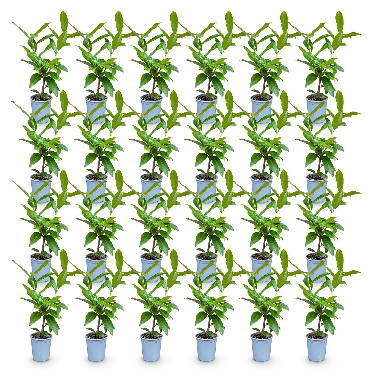 Green boutiQ - 24x Prunus laur. Novita - Cherry Laurel - Hedge Plants - Evergreen - Green - Pot 9cm - Height 25-35cm