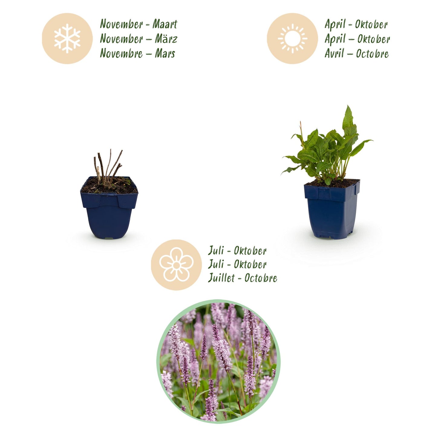 Perennial - Persicaria ampl. Rosea - Knotweed - Shade - Pink - 1 Plant - Pot 11cm - Height 15-25cm