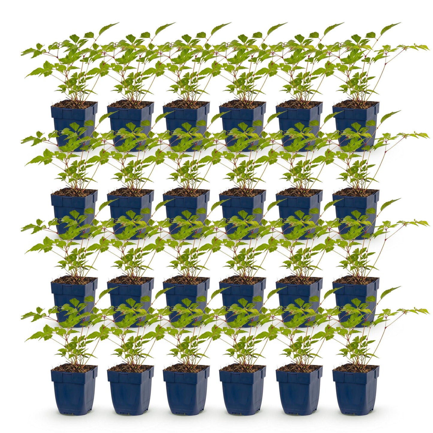 Green boutiQ - Plante vivace - Astilbe (J) Europa - Spirée de Chine - Ombre - Rose - 24 Plantes - Pot 11cm - Hauteur 15-25cm
