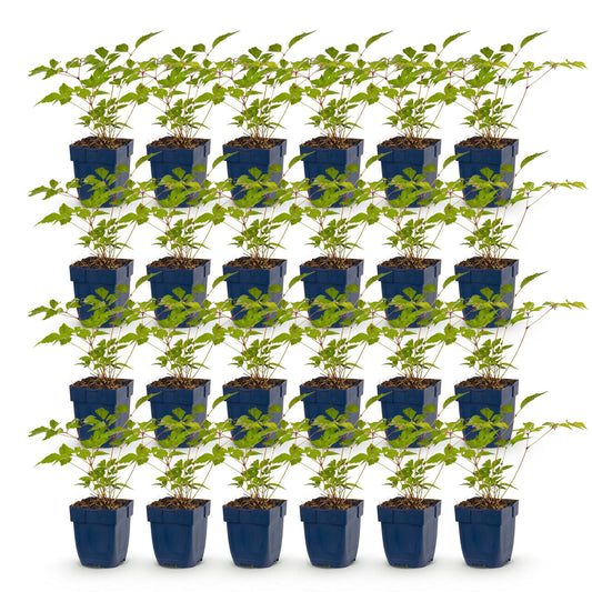 Green boutiQ - Plante vivace - Astilbe (J) Europa - Spirée de Chine - Ombre - Rose - 24 Plantes - Pot 11cm - Hauteur 15-25cm