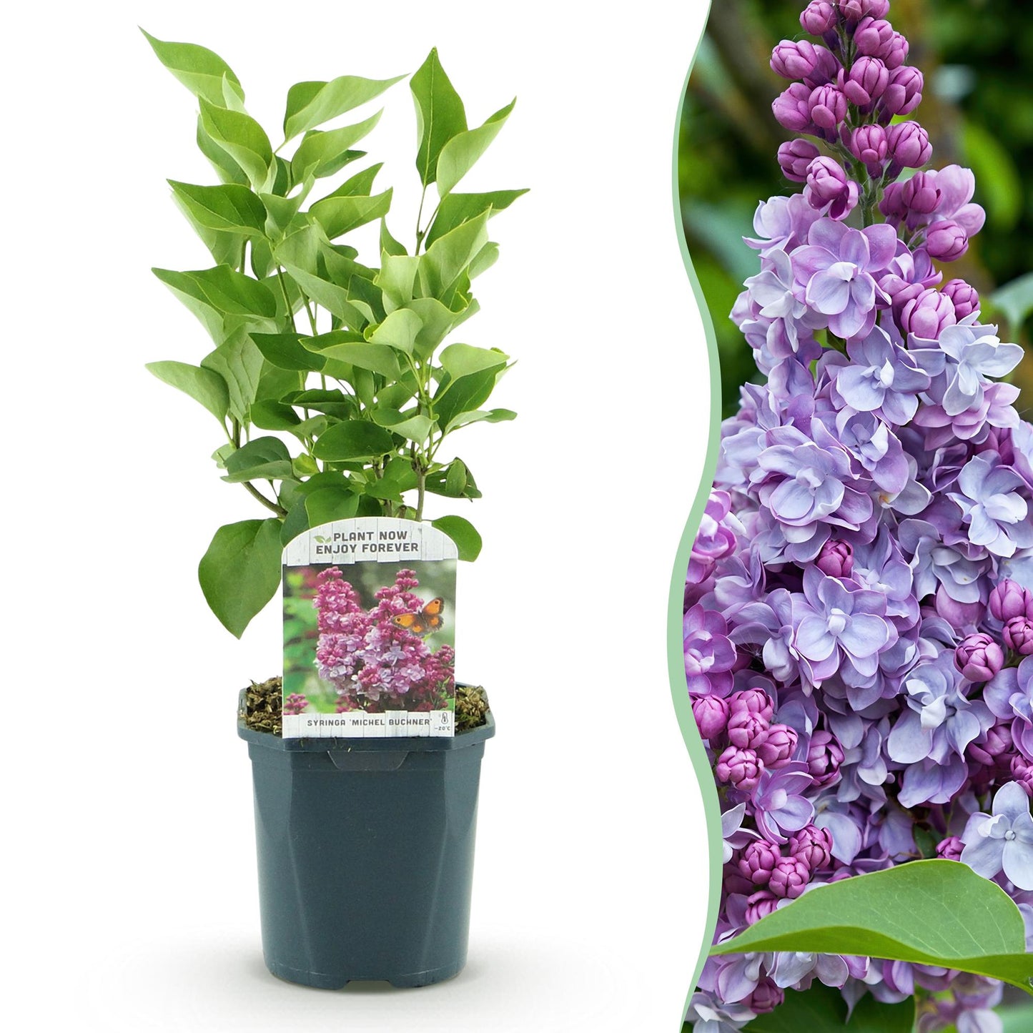 Pianta da Giardino - Syringa vulgaris Michel Buchner - Lillà Comune - Resistente al freddo - Rosa - 1 Pianta - Vaso 17cm - Altezza 45cm