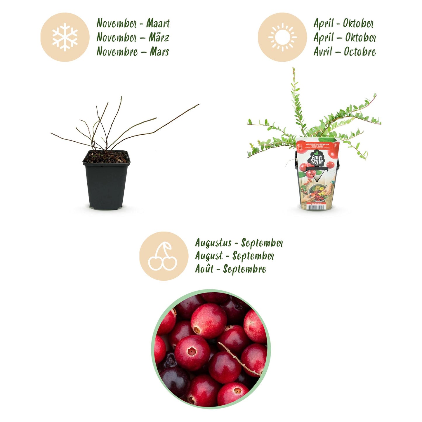 Green boutiQ - Fruit Plants - Blueberry - Vaccinium macrophylla Early Black - Winter Hardy - 3 Plants - 9 cm Pot - Dark Red Berry
