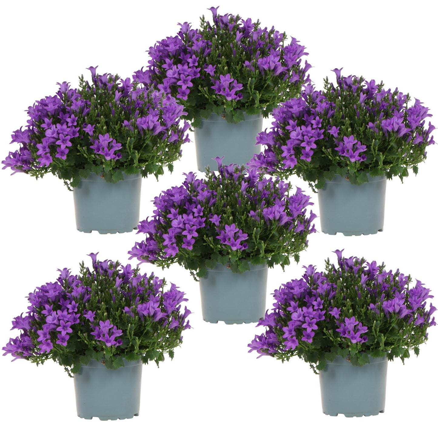 Campanula Addenda - Campanula viola vaso 12cm - 1m2 tappezzante - 6 pezzi - Ambella viola - piante da giardino - resistenti all'inverno