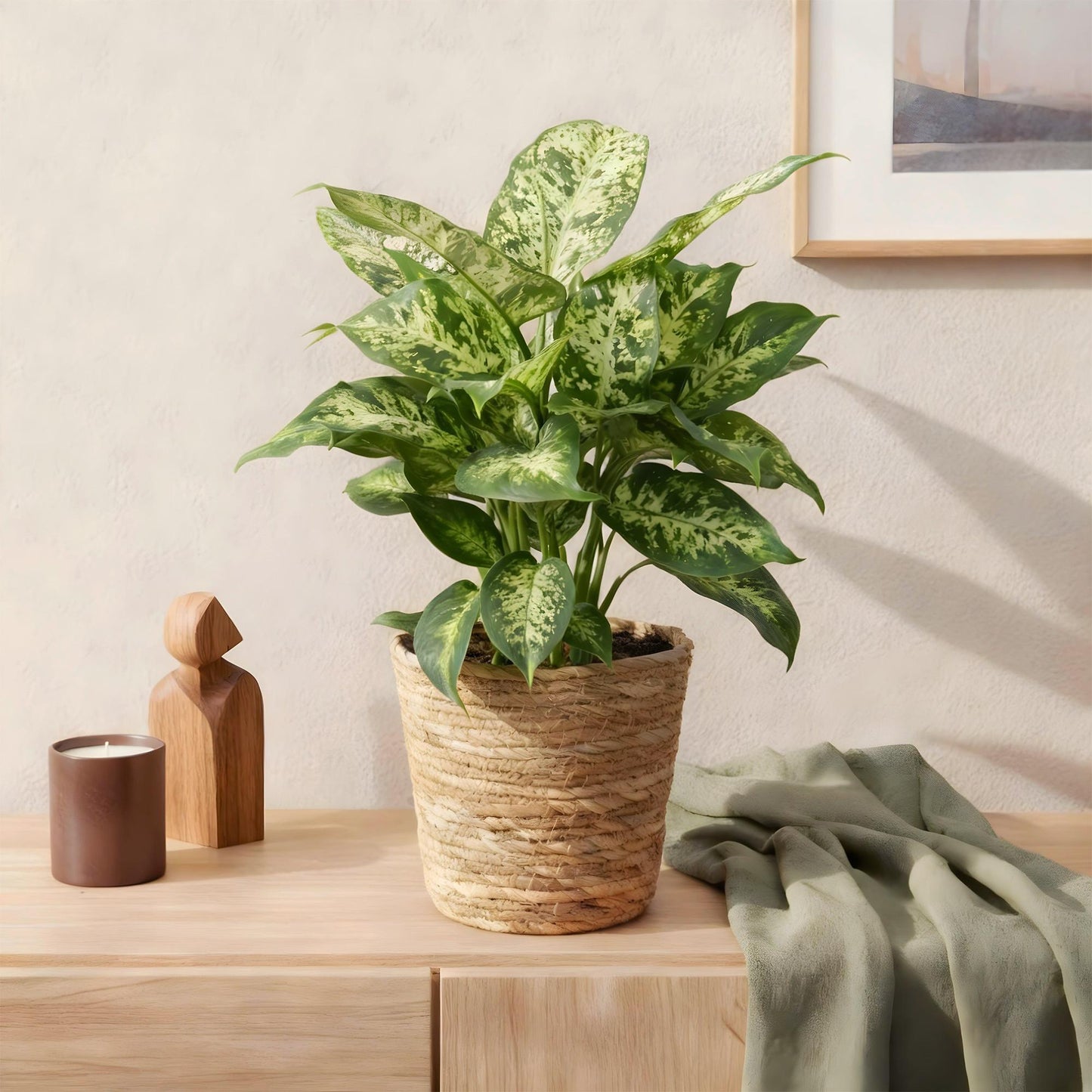 Green BoutiQ - Green is... Kamerplanten - Diefenbachia Compacta - Dieffenbachia - Weinig onderhoud - met mand - Groen - 2 Planten - Pot 17cm - Hoogte 45-50cm