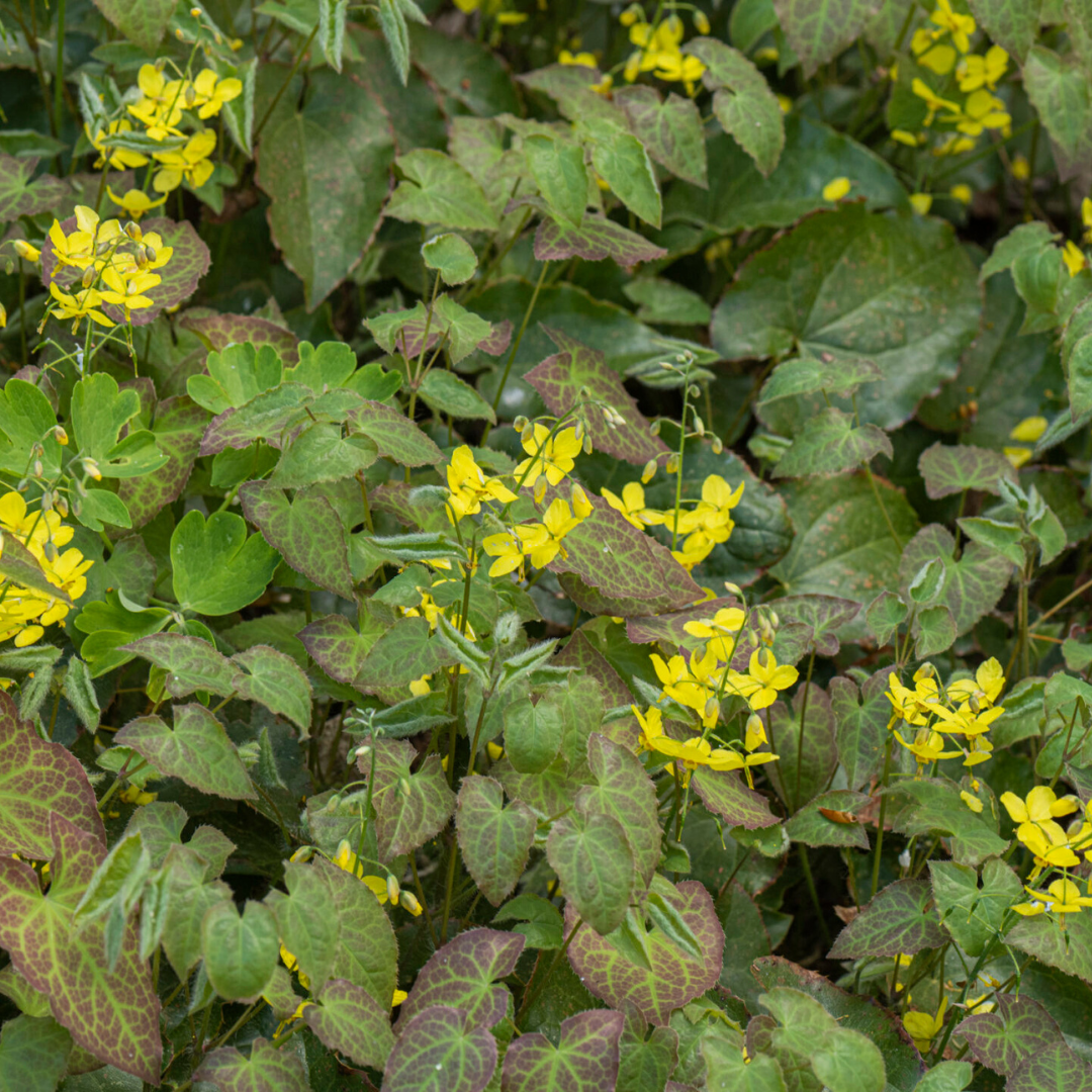 60x Epimedium perralc. 'Frohnleiten' - ↕10-25cm - Ø9cm