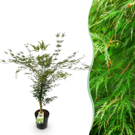 Garden plant - Acer palmatum Emerald Lace - Japanese Maple - Deciduous - Green - 1 - Pot 26cm - Height 90cm