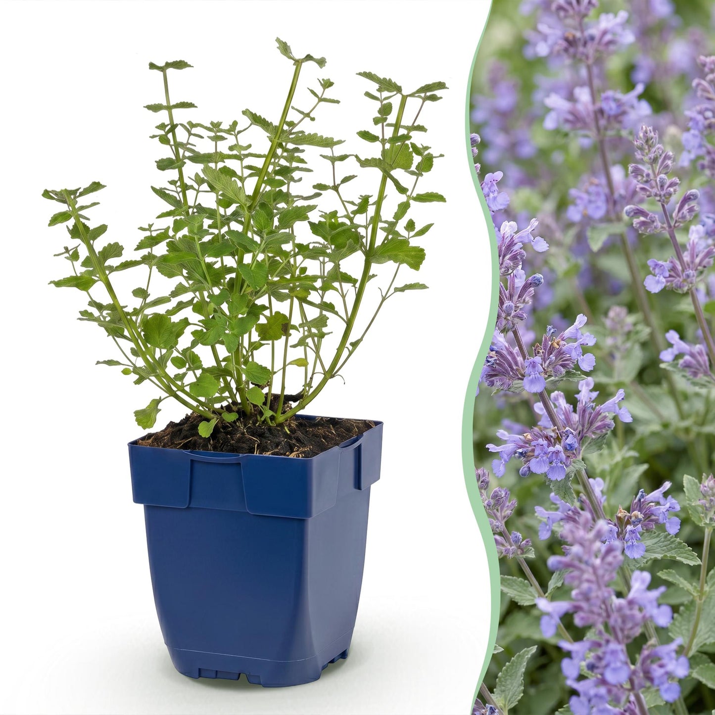 Perennial - Nepeta faassenii 'Walker's Low' - Catmint - Bee and Butterfly Attractor - Blue - 1 Plant - 11cm Pot - Height 15-25cm