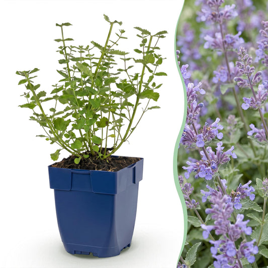 Vasteplant - Nepeta faassenii Walker's Low - Kattenkruid - Bijen en Vlinderlokkers - Blauw - 1 Plant - Pot 11cm - Hoogte 15-25cm
