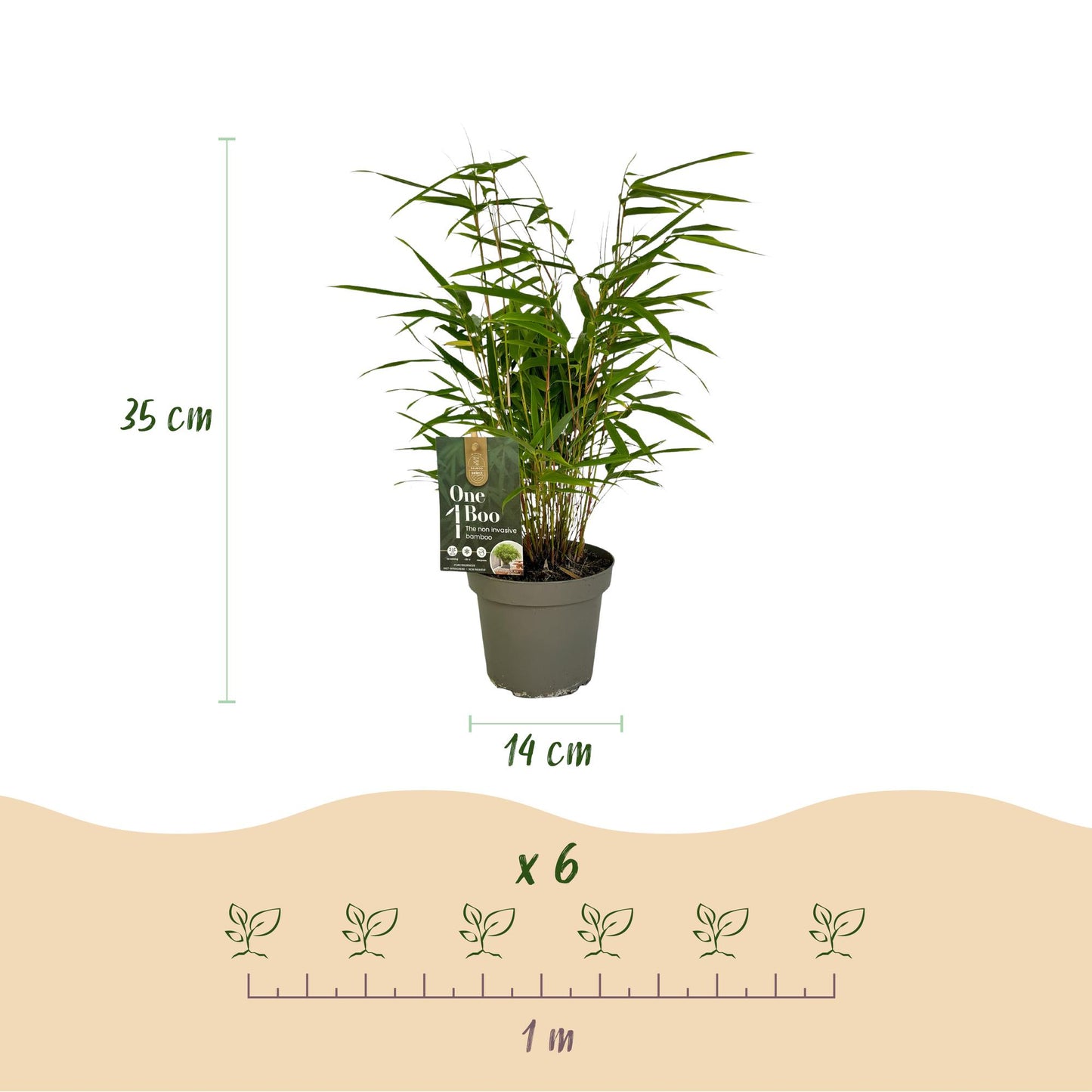 Green boutiQ - Bamboe - Fargesia Rufa - Bladhoudend - Niet Woekerend - Groen - 6 Planten - Pot 14cm - Hoogte 35cm