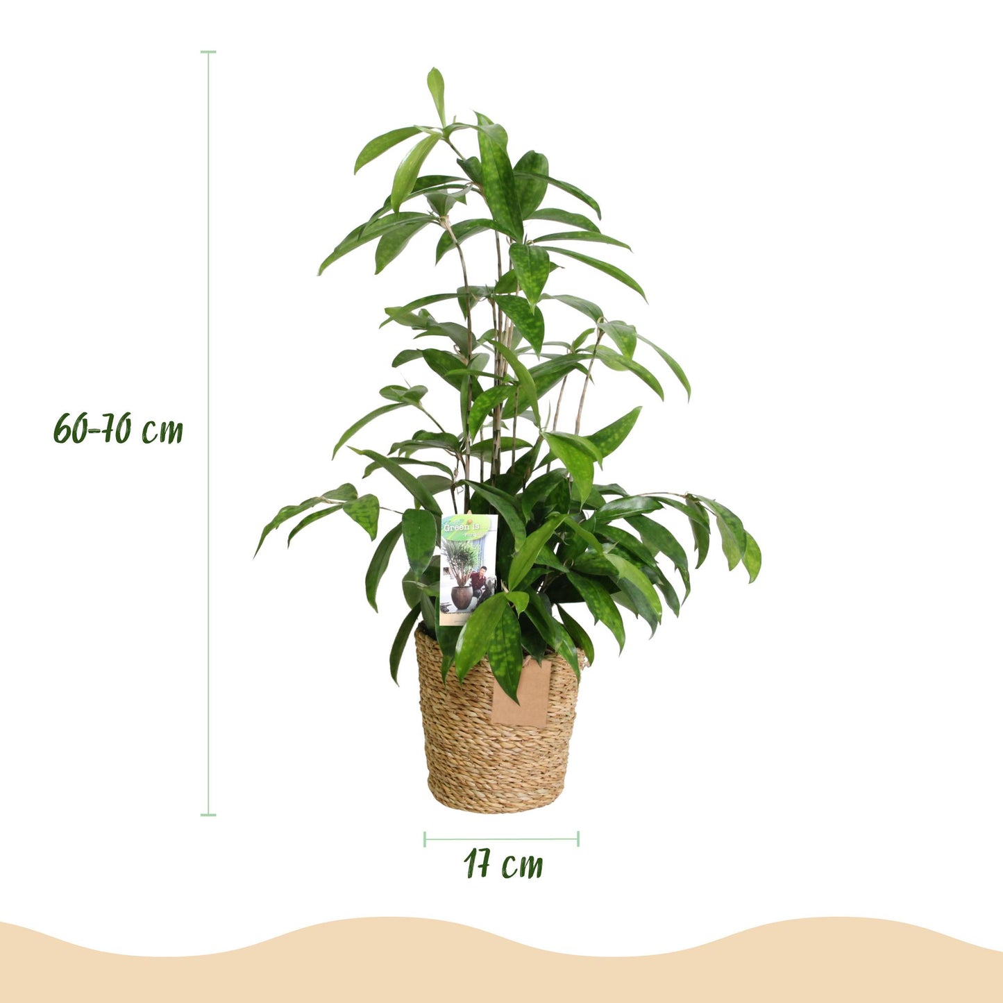 Green BoutiQ - Green is... Houseplants - Dracaena surculosa - Dragon tree - Low maintenance - with basket - Green - 2 Plants - Pot 17cm - Height 60-70cm
